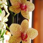 Orchids on my table