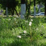 Pacea vine din interior