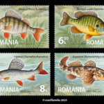 Peștele în România: de la râuri de munte, la Dunăre și Marea Neagră
